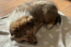 Ajax aus dem A2-Wurf im neuen Zuhause