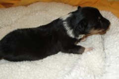 Bronca-2-Wochen
