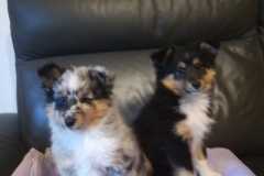 Belissa (links) und Benita (rechts) mit 8 Wochen