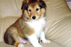 bosco