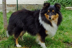 blacky