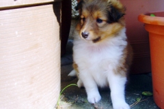 cora