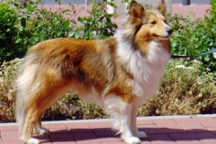 daina