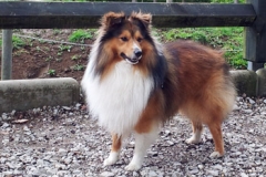 darilo