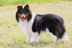 diamond-1jahr2