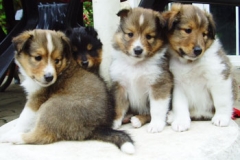 shelties_6wo