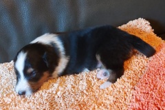 finn