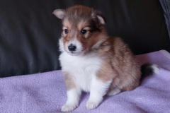 finja