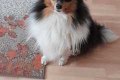 IMG-20240205-WA0004