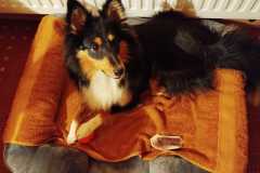 IMG-20240205-WA0006