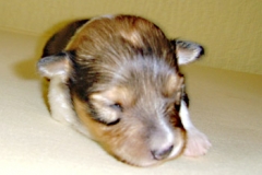 finlay02