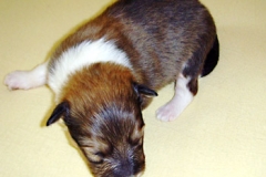 floyd01