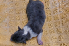 1_ruede4