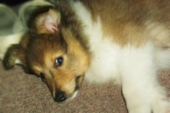 gino01