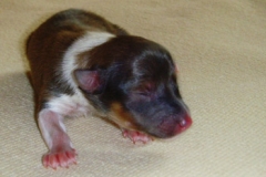 gino01