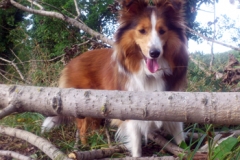 holly01