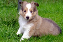 holly-6wochen