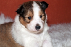 honey-4-wochen-2