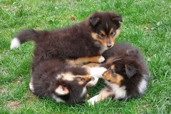 IMG-20250418-WA0005