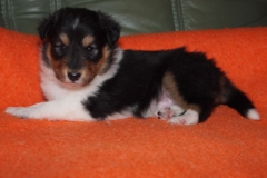 inca-4wochen