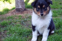 inca