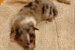 IMG-20251110-WA0009-web