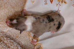 IMG-20251029-WA0007
