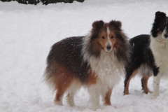 Pinto im Schnee1