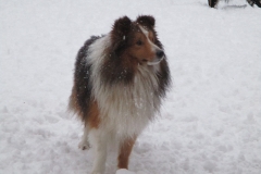 Pinto im Schnee4