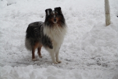 Randy im Schnee