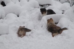 Sheltiekinder beim Schneetoben