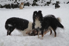 Suse im Schnee2