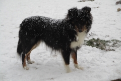 Suse im Schnee