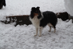 Terry im Schnee3