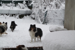 Terry im Schnee