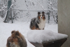 Udin im Schnee5