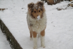 Viva im Schnee