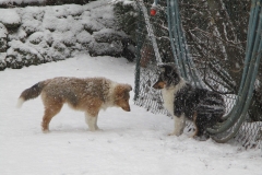 Viva und Varina im Schnee