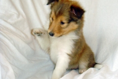 kiwi01
