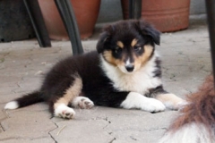 lorenzo
