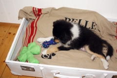 lorenzo_11_wochen-pelle