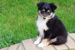 lucy