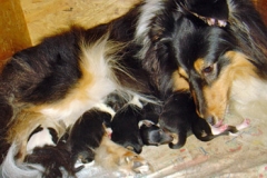 alle_shelties
