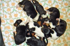 alle_shelties_02