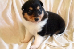 laila01