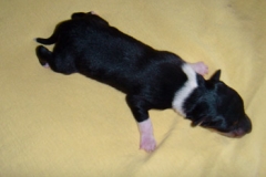 lola01