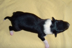lorenzo