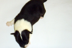 mara