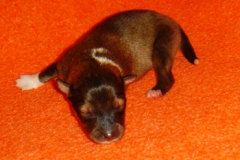 napo01