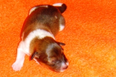 nilo01